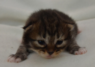 sibirisk katt Vera
